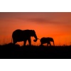 africa_together_adri_de_visser_elephant-sunset
