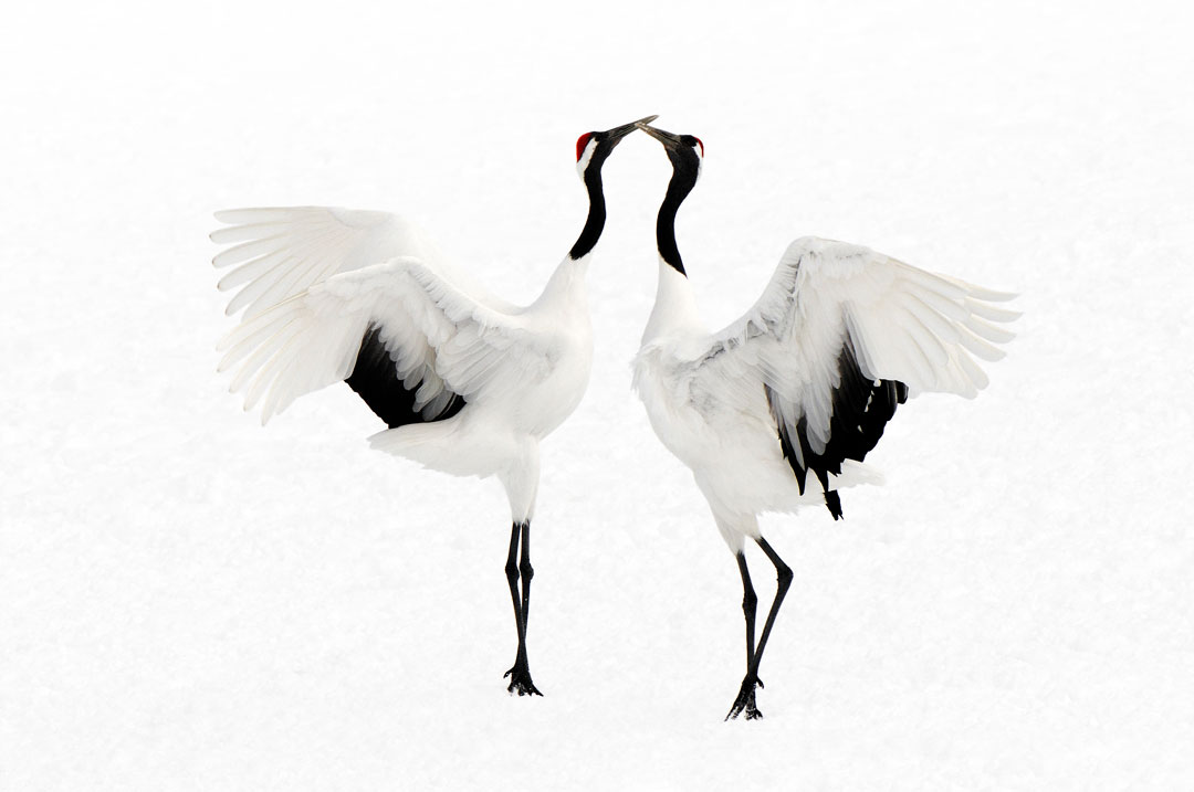 Hokkaido - Japanse Cranes