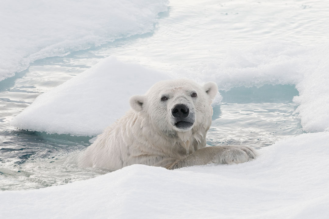 Spitsbergen - Polar Bear