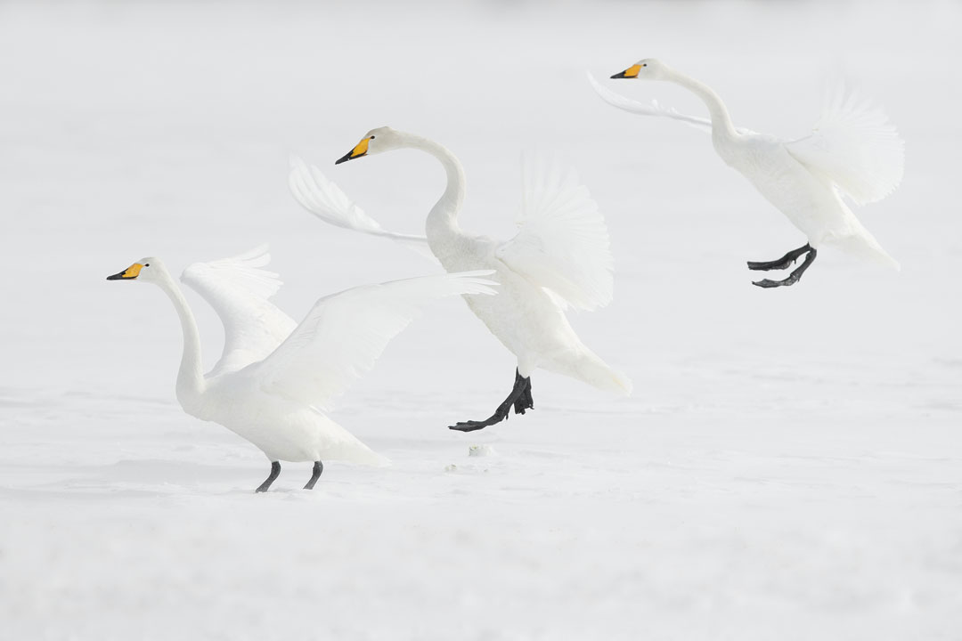 Japan - Mute Swans