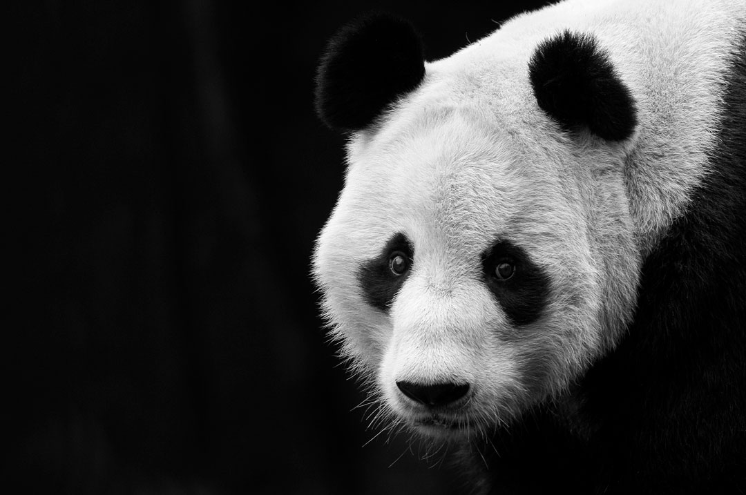 China - Panda