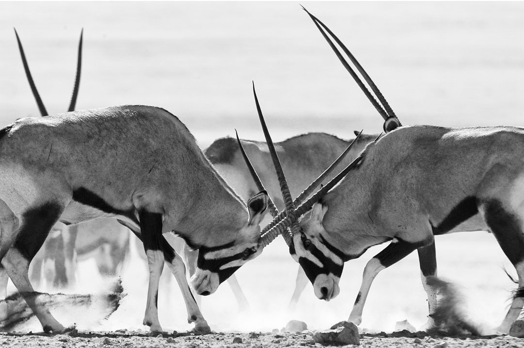 Namibia - Oryx