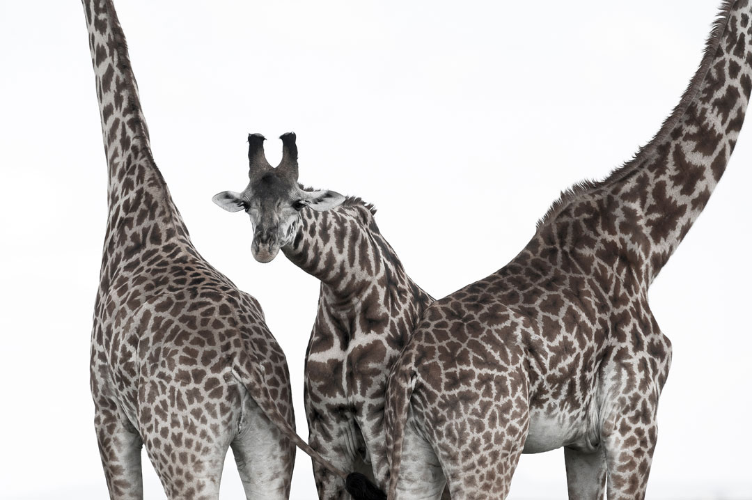Kenya - Giraffes