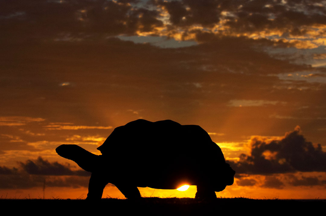 Aldabra - Giant Tortoise