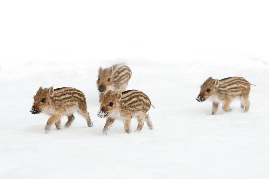 witte veluwe, Witte Veluwe, Veluwe, sneeuw, ijs, fotoboek Veluwe, Winter op de Veluwe, Veluwe Vermeer, Jan Vermeer Veluwefotograaf, Boek Veluwe, veluwebeok, Veluwse natuur, edelherten, moeflons, zwijnen, vogels, paddenstoelen, sneeuwpret, Gelderland, Boek over de Veluwe, Boek over winter, winterstilte, winter sfeer