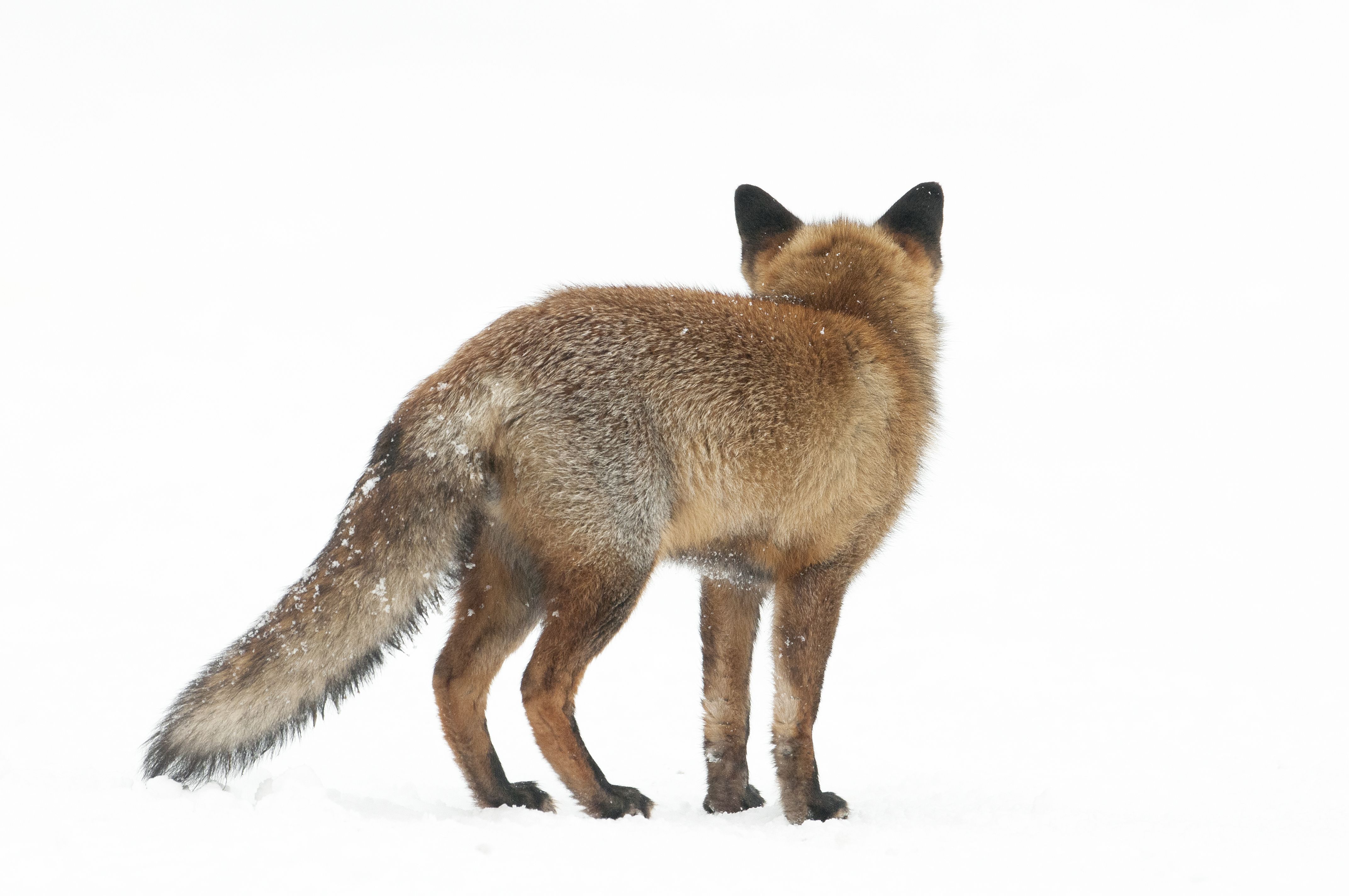 Vos, witte veluwe, Witte Veluwe, Veluwe, sneeuw, ijs, fotoboek Veluwe, Winter op de Veluwe, Veluwe Vermeer, Jan Vermeer Veluwefotograaf, Boek Veluwe, veluwebeok, Veluwse natuur, edelherten, moeflons, zwijnen, vogels, paddenstoelen, sneeuwpret, Gelderland, Boek over de Veluwe, Boek over winter, winterstilte, winter sfeer