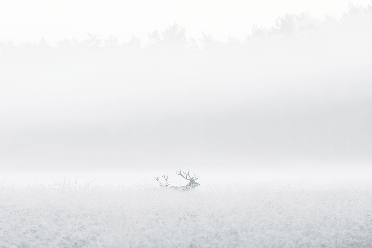 witte veluwe, Witte Veluwe, Veluwe, sneeuw, ijs, fotoboek Veluwe, Winter op de Veluwe, Veluwe Vermeer, Jan Vermeer Veluwefotograaf, Boek Veluwe, veluwebeok, Veluwse natuur, edelherten, moeflons, zwijnen, vogels, paddenstoelen, sneeuwpret, Gelderland, Boek over de Veluwe, Boek over winter, winterstilte, winter sfeer